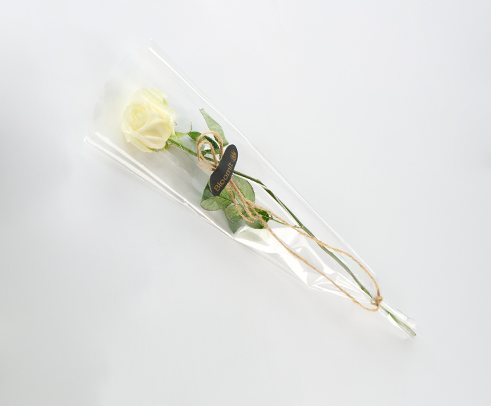 Eine weiße Rose